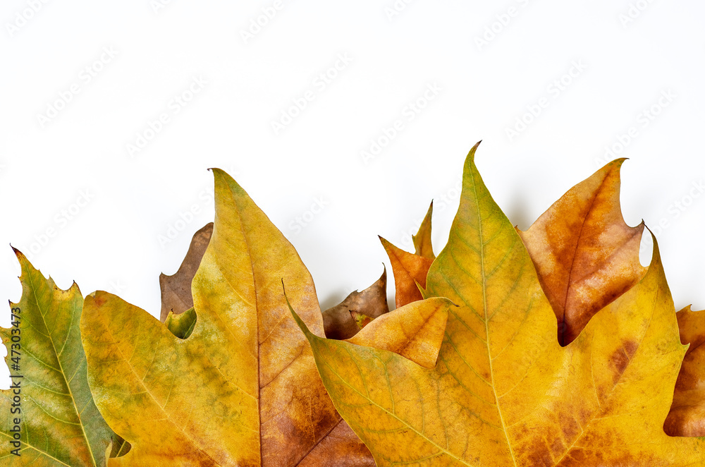 Fototapeta premium dried leaves