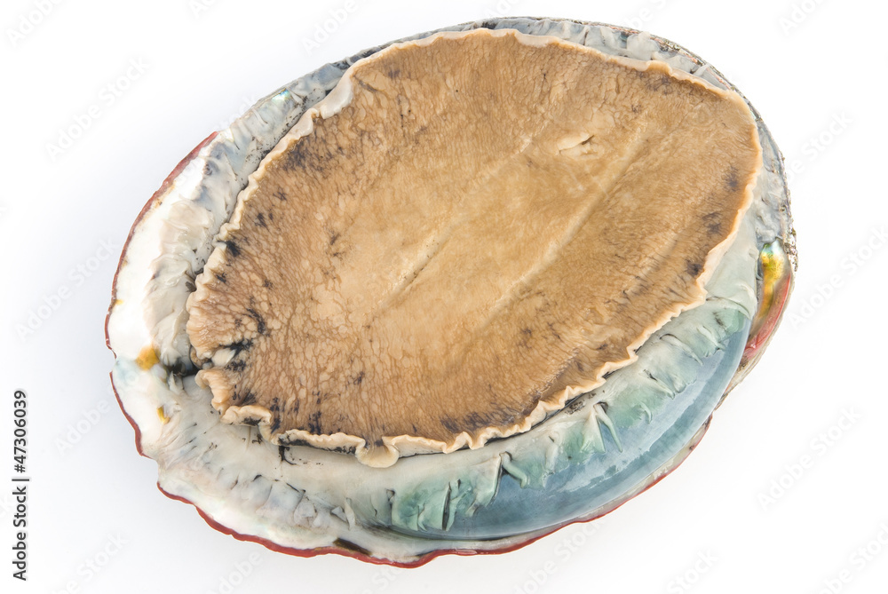 giant size raw abalone on white background giant size raw abalone on white background