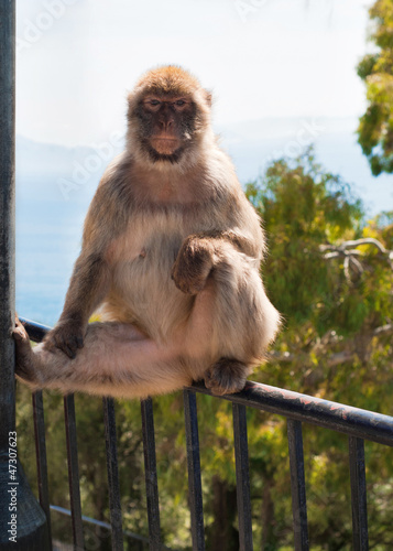 Ape in Gibraltar © Canvas Alchemy