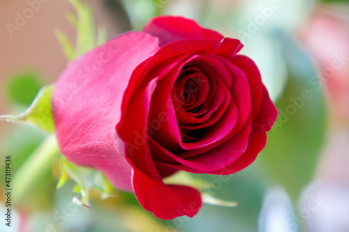 Red Rose in natural light on a nature background.