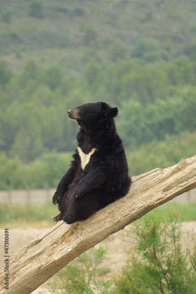 Ours du Tibet (ours à collier) assis sur un tronc Stock Photo | Adobe Stock