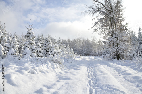 Verschneiter Winterwald © motivjaegerin1