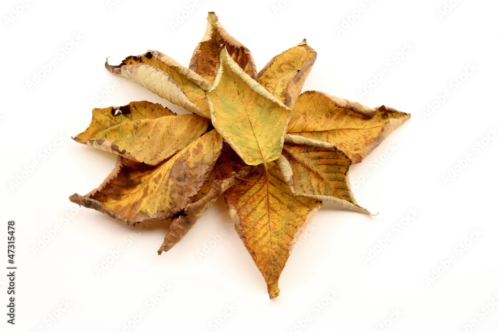 Group of leaves Group of leaves