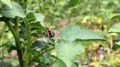 potato beetle species