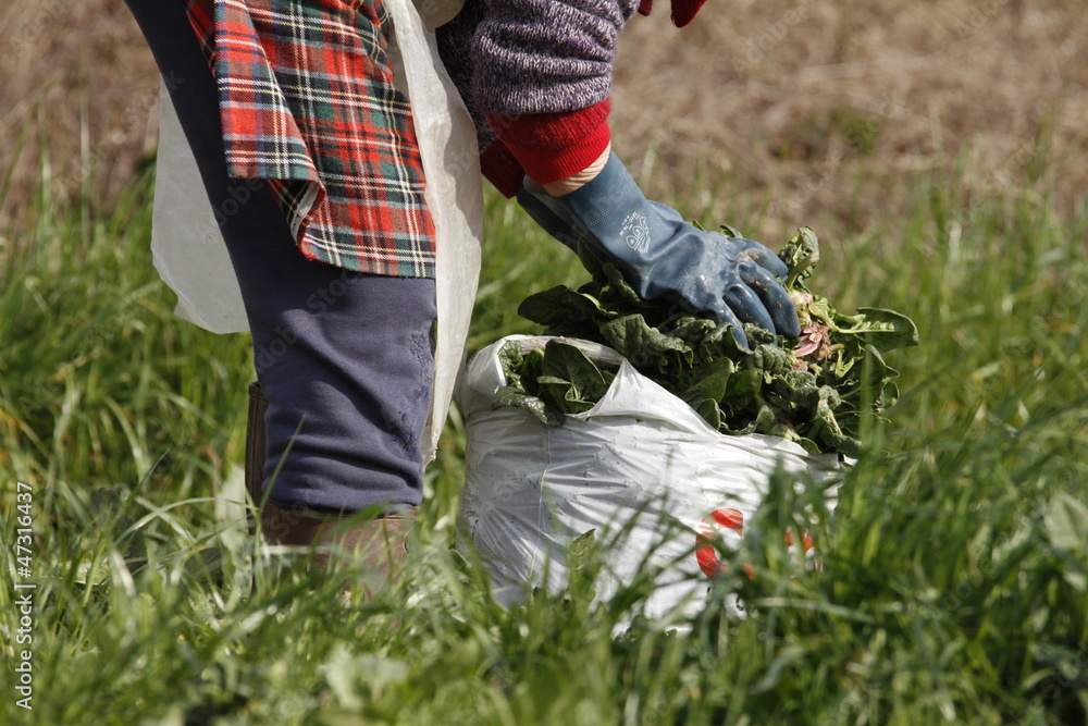 raccolta di spinaci