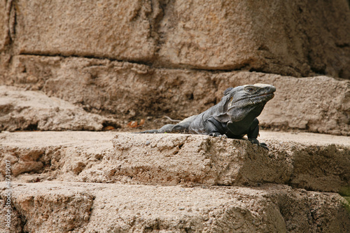 Woody Dragon. Portrait of green iguana on the rock