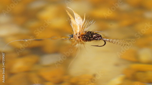 Brown Fly photo