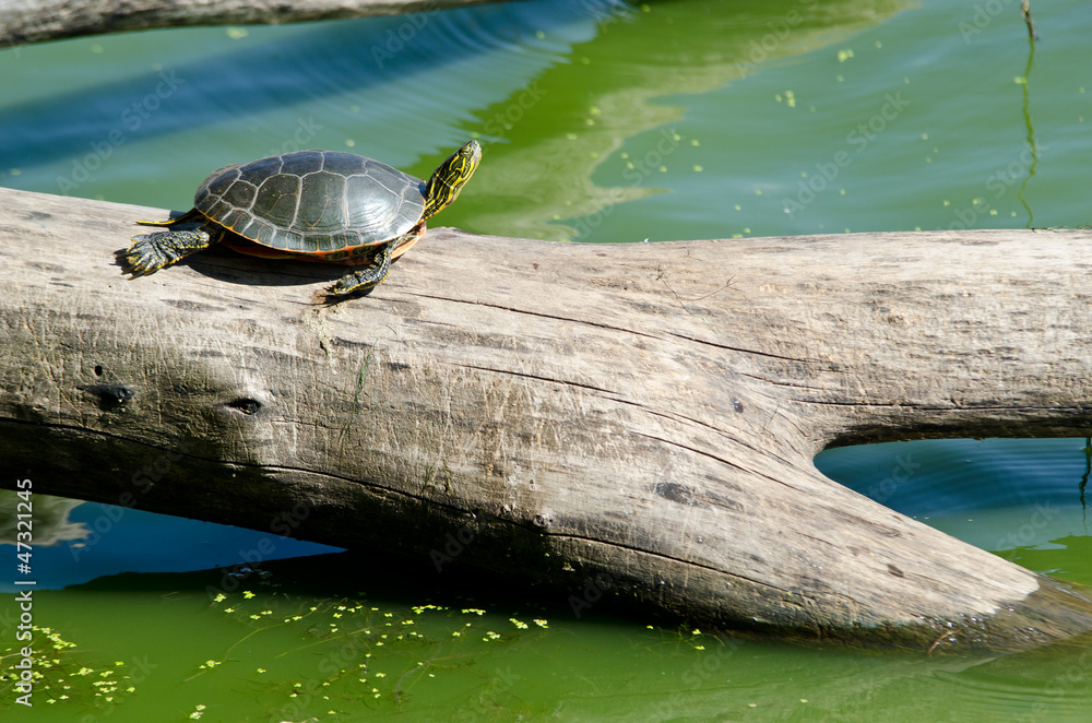 Fototapeta premium Turtle