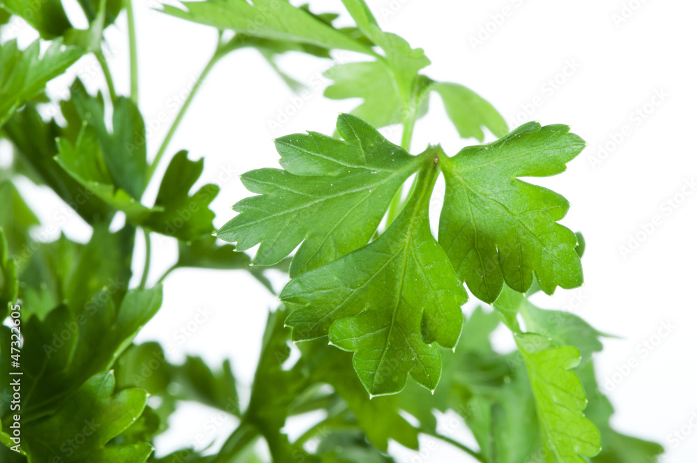 Fresh parsley Fresh parsley