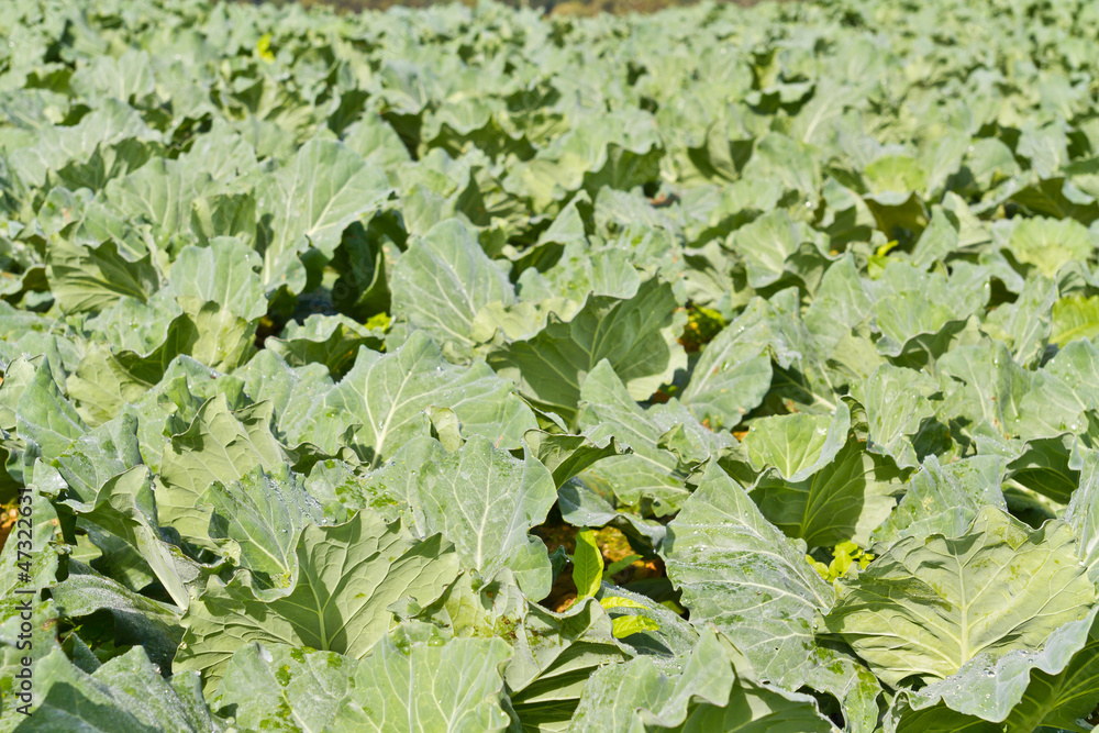 Cabbage fields Cabbage fields