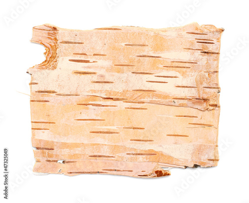 birch bark texture