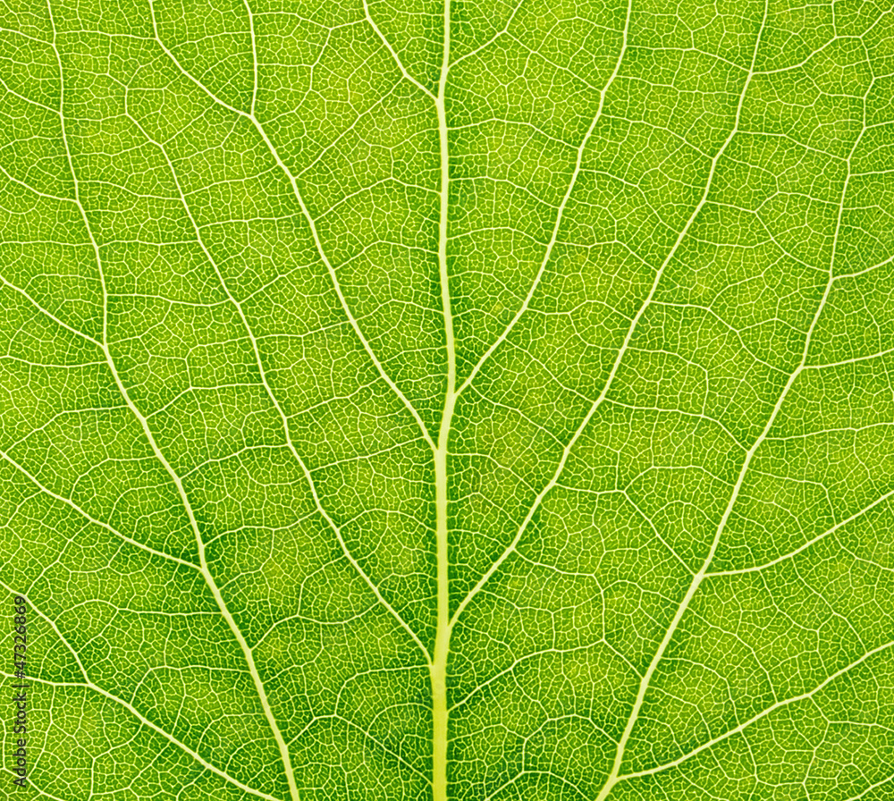 Green leaf Green leaf