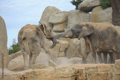 Photography African elephants fighting