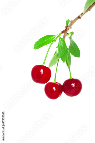 Cherries on a branch