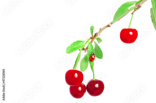 Cherries on a branch with ladybug