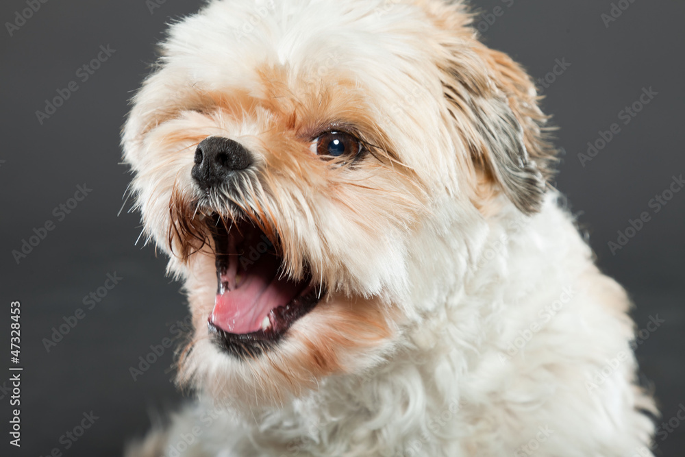 Shih tzu dog on dark grey background. Studio portrait. Shih tzu dog on dark grey background. Studio portrait.