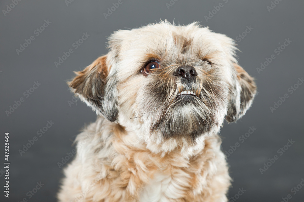 Shih tzu dog on dark grey background. Studio portrait. Shih tzu dog on dark grey background. Studio portrait.