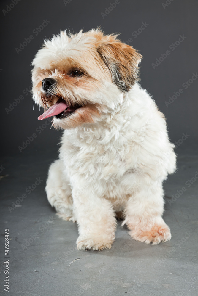 Shih tzu dog on dark grey background. Studio portrait. Shih tzu dog on dark grey background. Studio portrait.