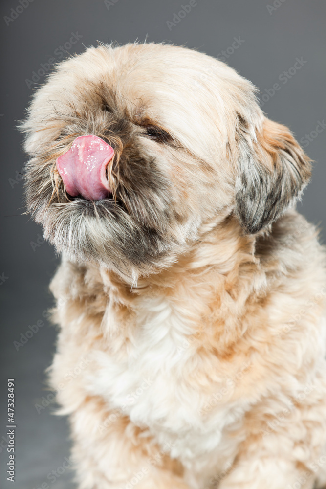Shih tzu dog on dark grey background. Studio portrait. Shih tzu dog on dark grey background. Studio portrait.