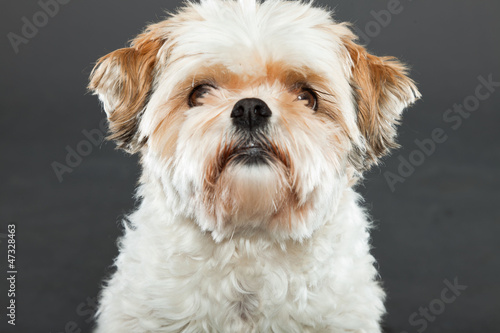 Shih tzu dog on dark grey background. Studio portrait.