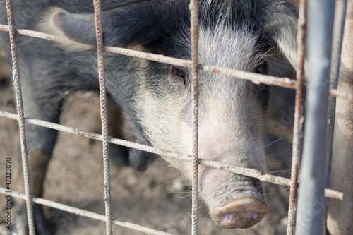 Pig inside a cage © JumalaSika ltd