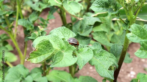 potato beetle ''decemlineata''