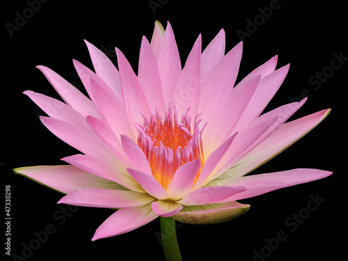 Colorful pink water lilly in the lake