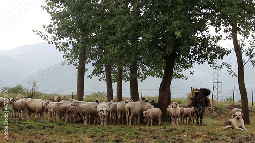 shepherd dog and flock of sheep after rain (anatolia)