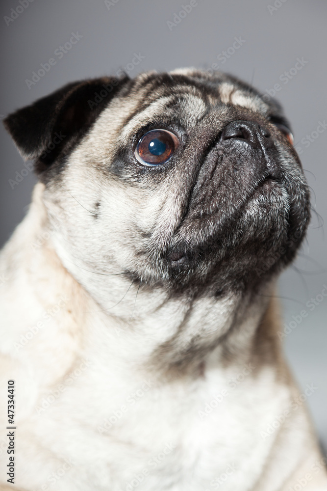 Pug dog on grey background. Studio shot. Pug dog on grey background. Studio shot.