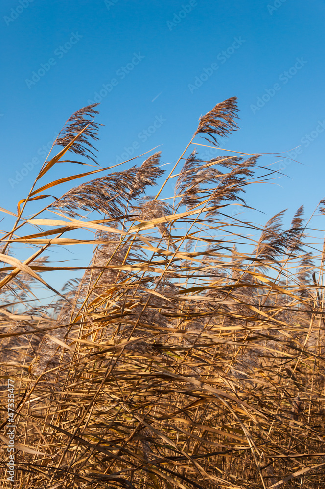 Fototapeta premium Closeup of reeds waving in the wind