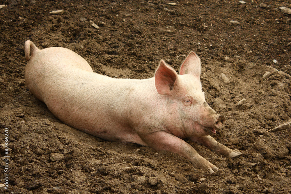 piglet piglet
