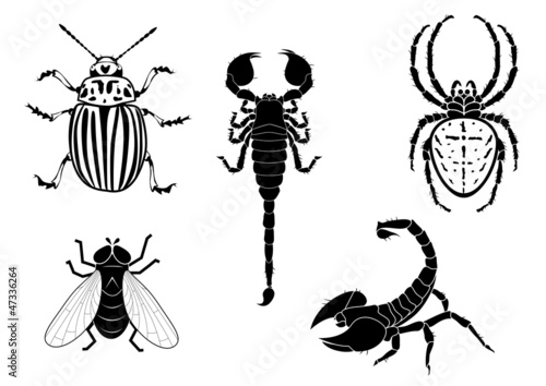potato beetle, fly, scorpion and spider