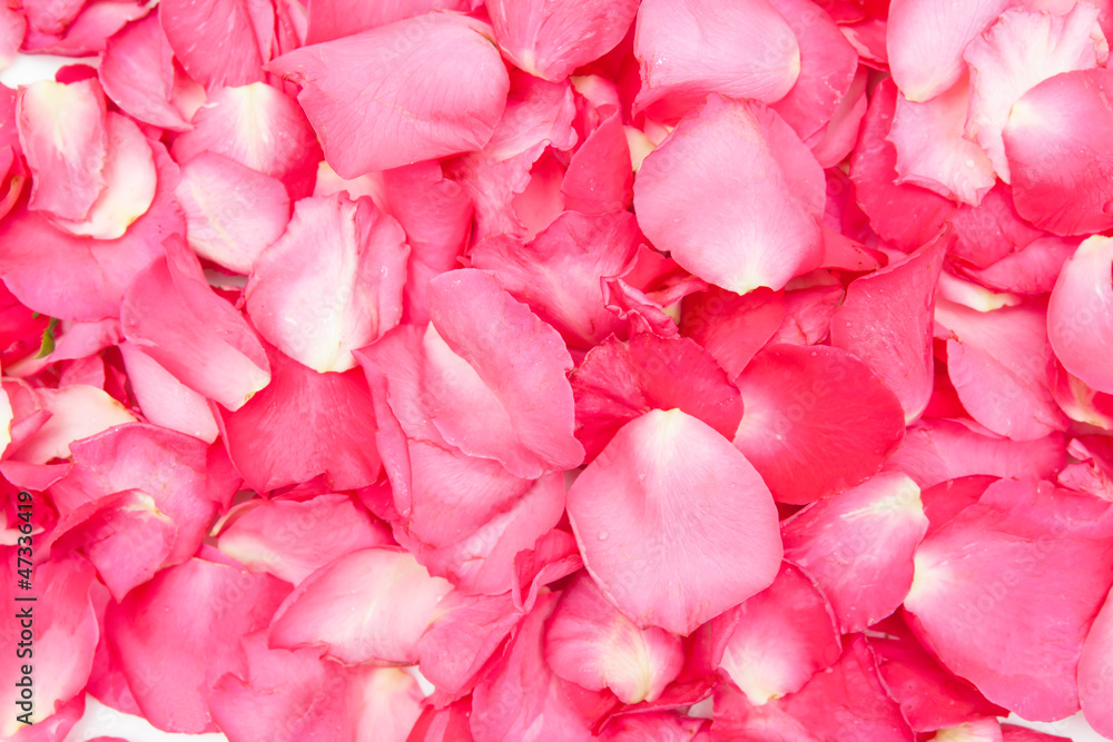 Fototapeta premium Rose Petals