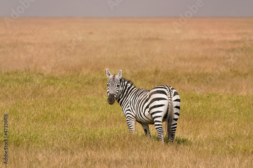 Amboseli zebra