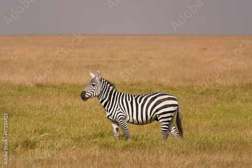 Amboseli zebra