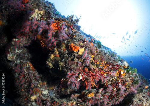 Fototapeta Naklejka Na Ścianę i Meble -  corallo rosso subacquea fondale marino