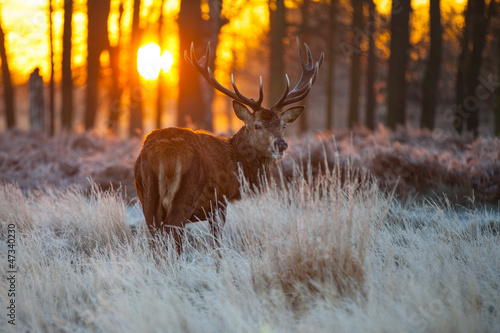 Red Deer in morning Sun.  photo