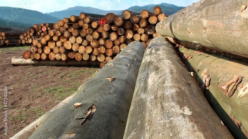 timber logs in the forest