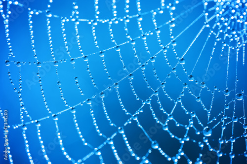 Cobweb with dew drops