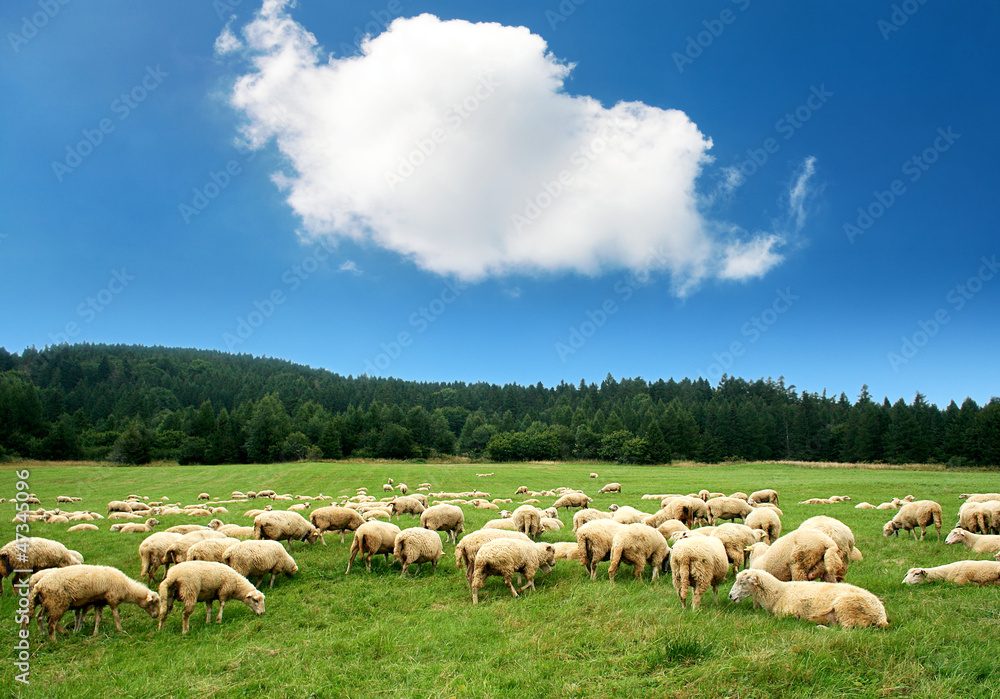 Fototapeta premium Herd of sheep