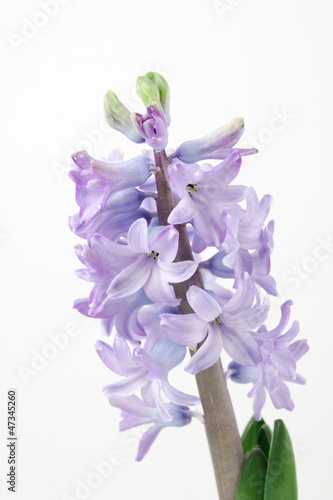 Purple hyacinth