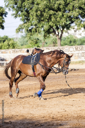 brown horse is trained by the lunge © travelview