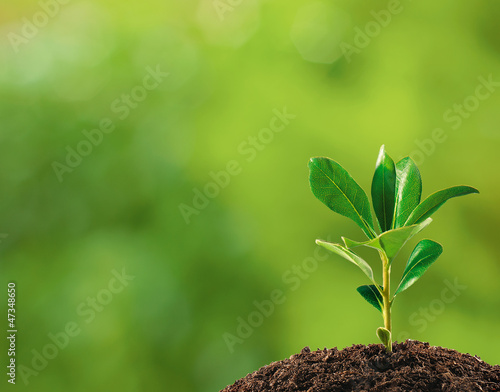 Small plant on pile of soil, part of it reflected