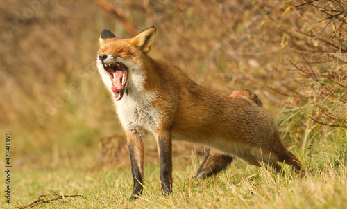Red fox