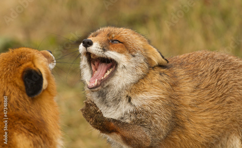 Two red foxes