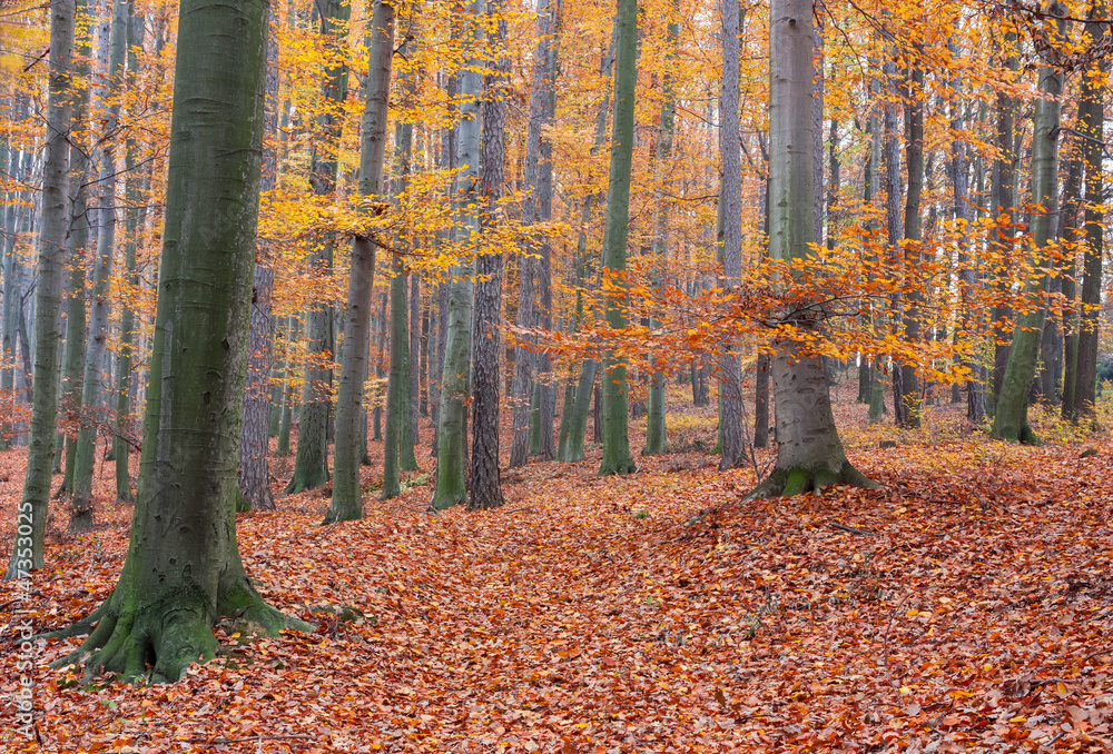 Fototapeta premium autumn beech forest