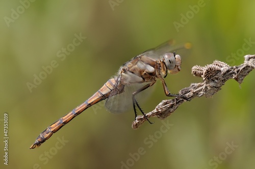 Orthetrum brunneum