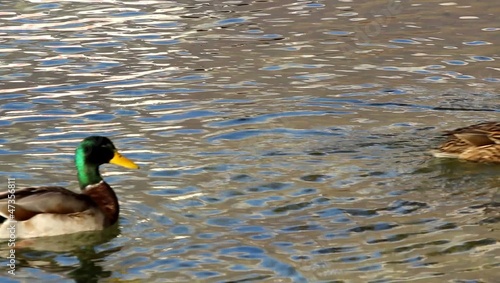 une bande de canards qui nagent dans un lac photo