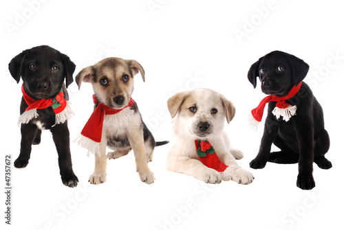 Fototapeta Naklejka Na Ścianę i Meble -  Puppies in Christmas Holiday Scarves