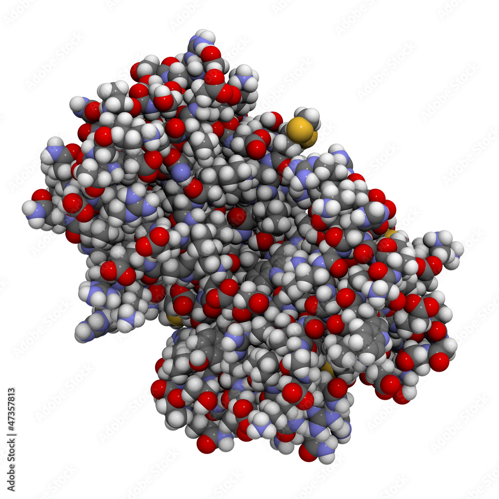 cyclic ADP ribose hydrolase (CD38) protein, chemical structure cyclic ADP ribose hydrolase (CD38) protein, chemical structure